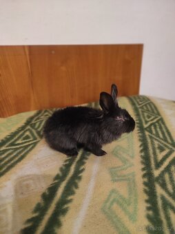 Králík zakrslý - 6