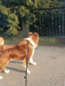 Krytí Border kolie - 6