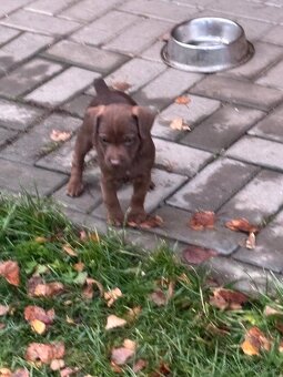 Patterdale teriér - 6