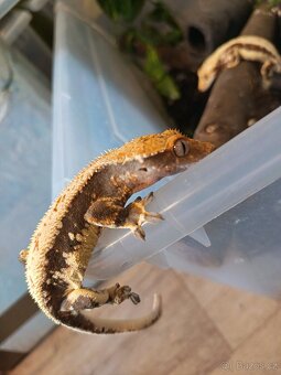 Pagekon řásnatý top ceny - 6