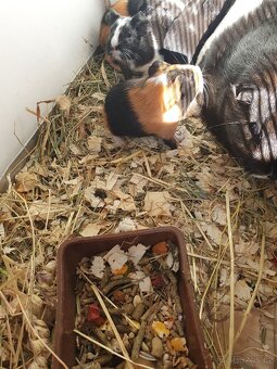 Morčátka morče Králíček - 6