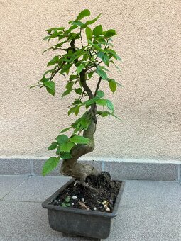 Bonsai, Bonsaj, jamadori, habr - 6