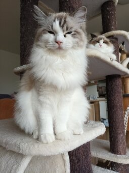 Kocourek ragdoll s PP - 6