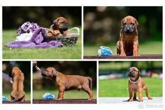 Rhodéský ridgeback - štěňátka k rezervaci 💙 - 6