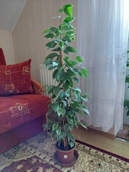 Fíkovník drobnolistý (Ficus Benjamina) - 6