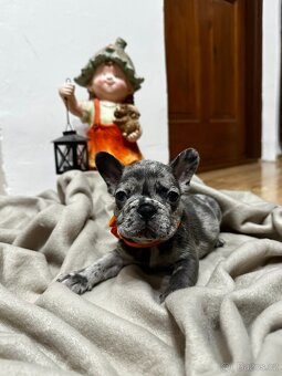 Francouzsky buldoček - 6