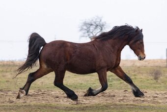 Připouštění welsh cob - 6