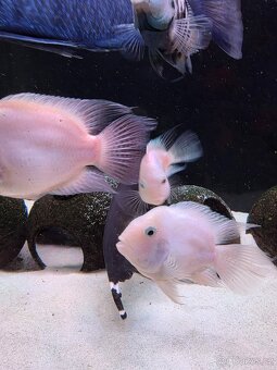 Parrot - cichlida papouščí - 6