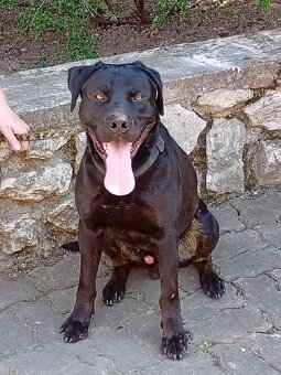ÁRON K ADOPCI - přátelský akční parťák - 6