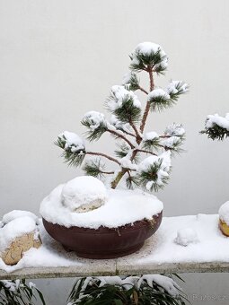 Borovice osinatá (Pinus aristata) bonsai - 6