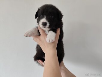 Border kolia-Border collie - 6