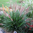 VOUSATEC ♥ PENNISETUM ♥ DOCHAN PSÁRKOVITÝ - 6