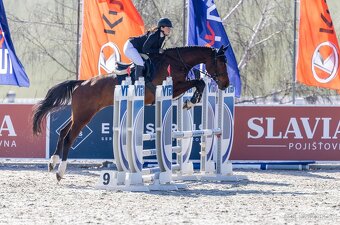 Prodám 5letou skokovou klisnu - 6