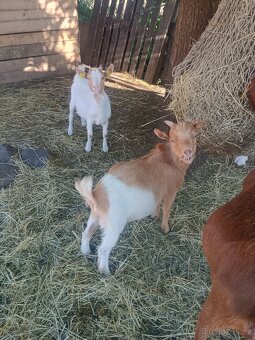 Letošní kůzlata - 6