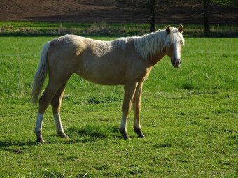 Prodám klisnu welsh pony, sekce B. - 6