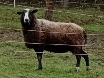 Prodám ovečky východofríské a berana Zwartbles - 6