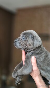 Cane corso s PP - 6