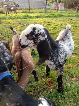 Prodám kůzlata - 6