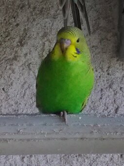 ANDULKA VLNKOVANÁ - 6