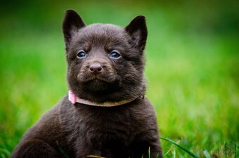 Australská kelpie - 6