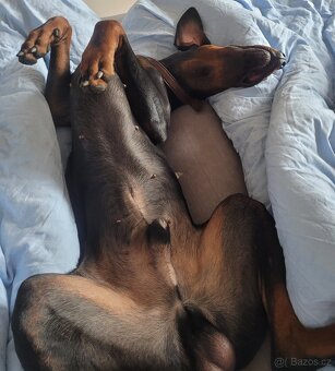 Štěně Dobrmana - 6