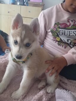 Sibiřský Husky - štěně - 6