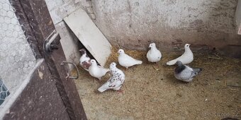 Prodám: Holub Kalifornský - 6