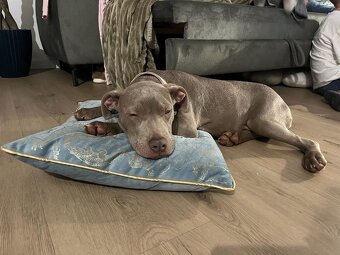 Americký pitbulterier s PP silverfawn rarita - 6