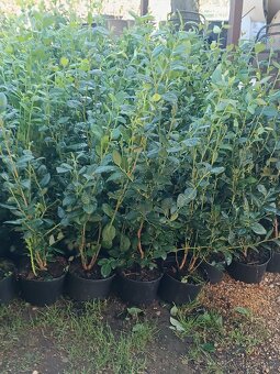 Kanadské boruvky - 6