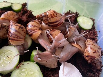 Oblovka síťkovaná (Lissachatina reticulata) 🐌 - 6