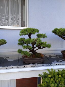 Borovice lesní (Pinus sylvestris) bonsai - 6