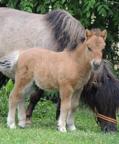 Shetland pony standard - 6