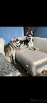 Sibiřský husky (bez PP) - 6