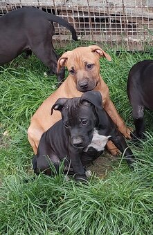 americky pitbulterier - 6