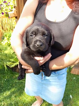 Štěňata labradora - 6