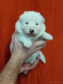 Štěňátka samojeda s PP - 6