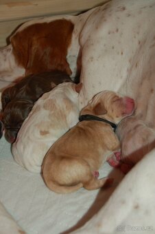 Anglický pointer - 6