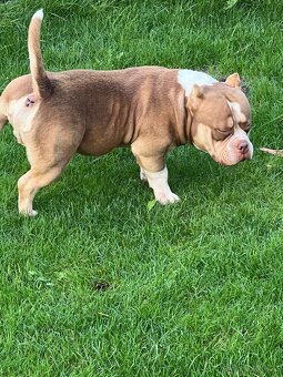 American bully kryti - 6