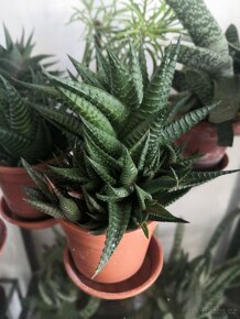 Nabízím gasterie, aloe, agave, chamaedora. - 6