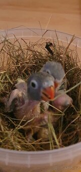 Prodám jedináčka Agapornis škraboškový - 6