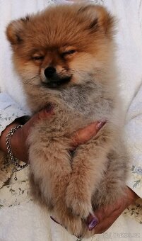 POMERANIAN - 6