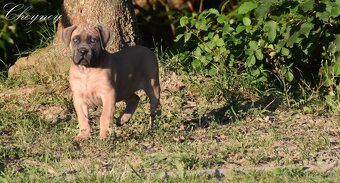 Cane Corso štěňata s FCI PP - 6