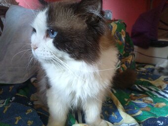 Ragdoll - 6