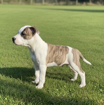 štěňátka Amerického stafordšírského teriéra s PP - 6