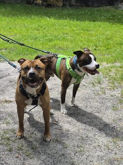 Americký stafordšírský teriér ke krytí - 6