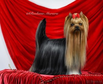 Jorkšírsky teriér s PP FCI, fenečka - 6