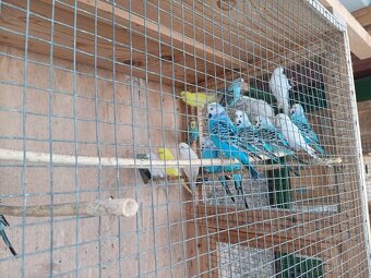 Andulky rok 2025 - okroužkované - 6