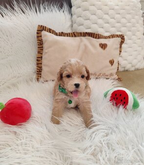 Maltipoo - 6