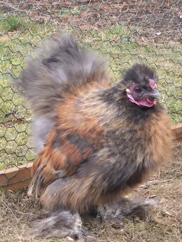 Hedvábnička - kohouti - 6