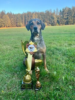 Louisianský leopardí pes - 6